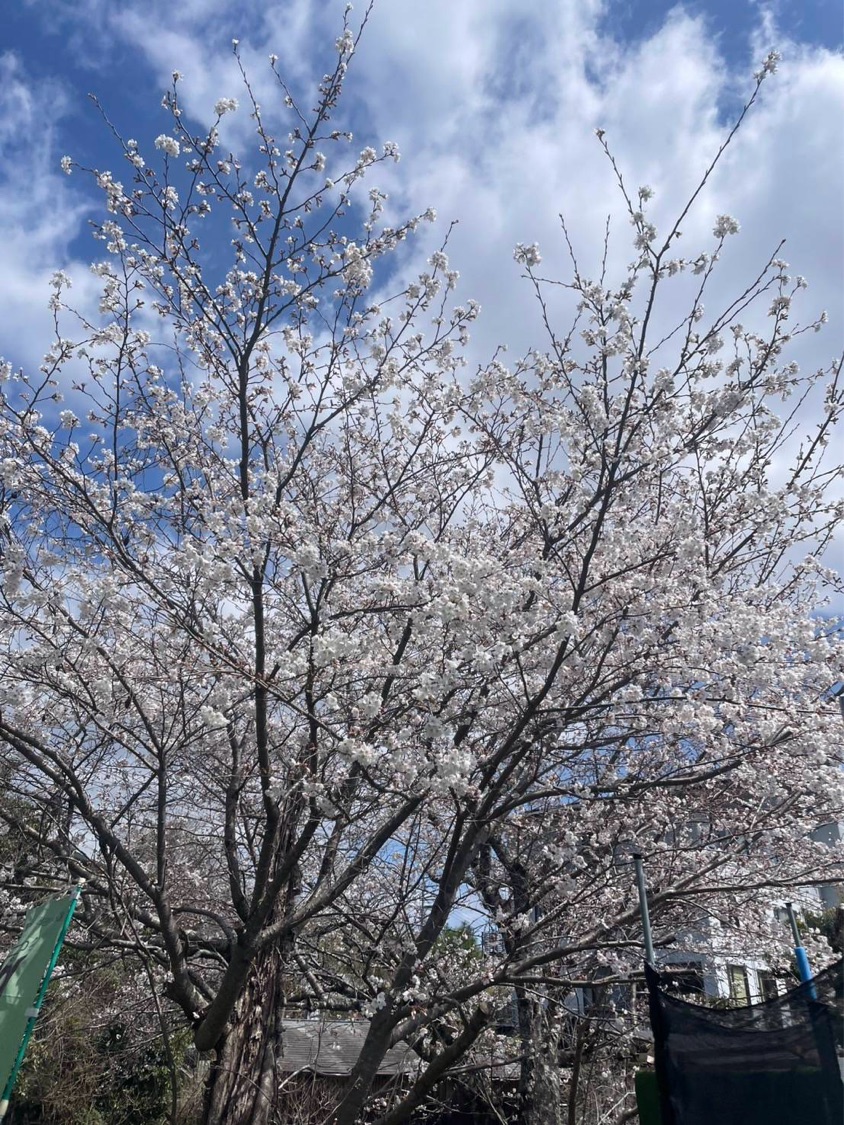 桜
